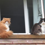 mes copains...COTON et BEEBOOP 