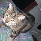 Maïra