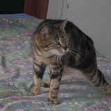 Maïra