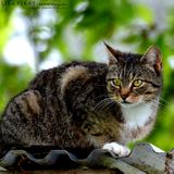 Sayann ღ Petite souris