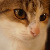  Minette  =^.^=