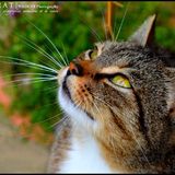  Sayann ღ Petite souris
