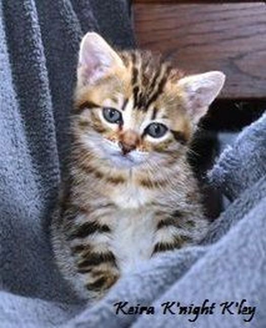 Profil de Keira (Chat - Alley cat) sur Yummypets - Réseau social pour animaux