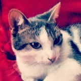 Praline ♥
