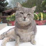 &hearts; Haddock &hearts;