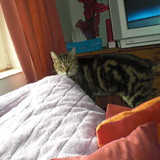 Maïra