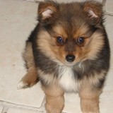 Elfy
