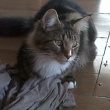 Shester