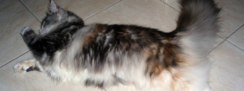 Akasha