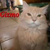 gizmo