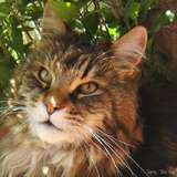 Tigrou