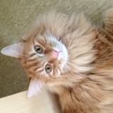 Willow