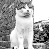 Les Yummypets des Yvelines