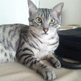 Ellio