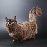 Munchkin Attitude  
