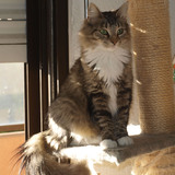 Enjie