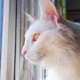douce qui observe