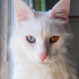 les yeux qui me font fondre