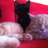 Chanel et Simba
