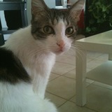Quoi?