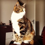 La plus belle des chatounettes :) 