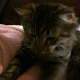 Chouchou
