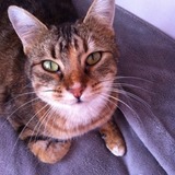 Miaou