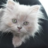 Kitty