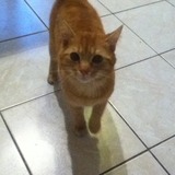 Figaro