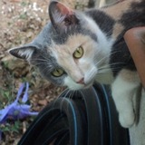 Arya