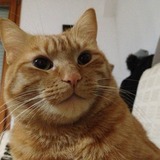 Garfield