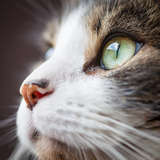 Kimba