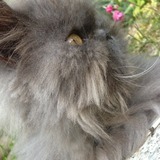 Félix
