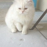 Homer