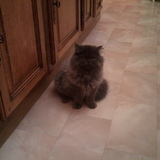 gaspard