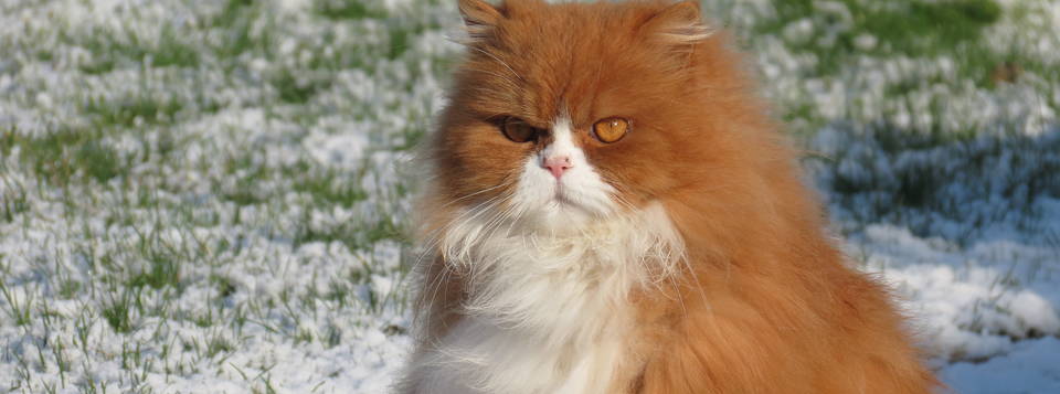 Coton