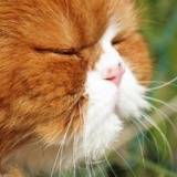 Coton♥