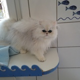 Homere du Galion Fou