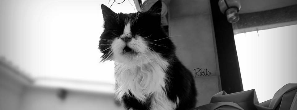 Rikita