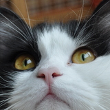 Berlioz
