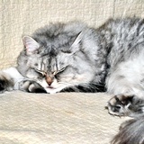 Gros dodo... zZzz