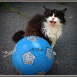AIE !!!!! MA PATTE !!!