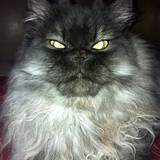 Fluffy