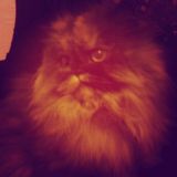 mINETTE