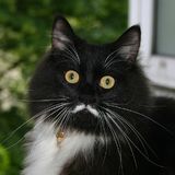 Hamlet