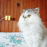 Paprika ღ