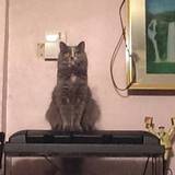 holly