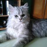 Kali