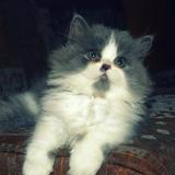 Dixie