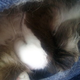 Gros dodo !